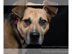 Chinese Shar-Pei-German Shepherd Dog Mix DOG FOR ADOPTION RGADN-1087644 - Allie
