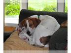 Treeing Walker Coonhound-Vizsla Mix DOG FOR ADOPTION RGADN-1087645 - Mack -