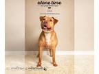 Labrador Retriever Mix DOG FOR ADOPTION RGADN-1087653 - Diva - Labrador