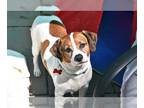 Beagle-Coonhound Mix DOG FOR ADOPTION RGADN-1087844 - Rocky - Beagle / Coonhound