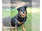 Rottweiler DOG FOR ADOPTION RGADN-1088218 - Mirage Bailey - Rottweiler (short