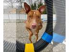 American Staffordshire Terrier Mix DOG FOR ADOPTION RGADN-1088229 - Kylo