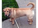 Ba-Shar DOG FOR ADOPTION RGADN-1088811 - RUBY - Basset Hound / Shar Pei / Mixed