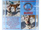 American Staffordshire Terrier Mix DOG FOR ADOPTION RGADN-1088880 - Burke -