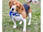 Beagle DOG FOR ADOPTION RGADN-1088897 - Cooper - Beagle (short coat) Dog For