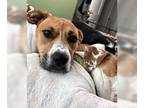 Basset Hound-Jack Russell Terrier Mix DOG FOR ADOPTION RGADN-1089270 - LUNA -
