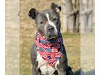 American Staffordshire Terrier Mix DOG FOR ADOPTION RGADN-1089811 - Meera -