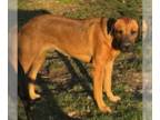 Mastiff DOG FOR ADOPTION RGADN-1089825 - Juliana - Mastiff / English Mastiff /