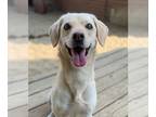 Labrador Retriever Mix DOG FOR ADOPTION RGADN-1090192 - Perla - Labrador