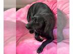 Labrador Retriever Mix DOG FOR ADOPTION RGADN-1090829 - Sasha - Labrador