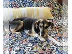 Beagle Mix DOG FOR ADOPTION RGADN-1091211 - Tinsel - I will be your biggest fan!