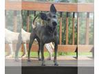 Carolina Dog Mix DOG FOR ADOPTION RGADN-1092016 - Russ - Carolina Dog / Mixed