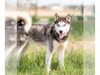 Huskies Mix DOG FOR ADOPTION RGADN-1092197 - Blue - Husky / Mixed (long coat)
