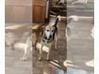 German Shepherd Dog Mix DOG FOR ADOPTION RGADN-1092389 - Rudy - Special Home