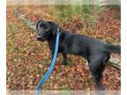 Labrador Retriever DOG FOR ADOPTION RGADN-1092728 - Tucker - Labrador Retriever