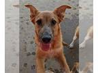Red Heeler Mix DOG FOR ADOPTION RGADN-1088662 - FOLIE & DAISY - Shepherd / Red