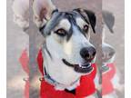 Siberian Husky Mix DOG FOR ADOPTION RGADN-1089043 - Zia - Siberian Husky / Mixed