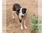 Australian Shepherd Mix DOG FOR ADOPTION RGADN-1089217 - PLUTO - Australian