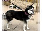 Siberian Husky DOG FOR ADOPTION RGADN-1089462 - Nala - Siberian Husky (medium