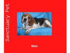 Bagle Hound DOG FOR ADOPTION RGADN-1087440 - Max - Beagle / Basset Hound / Mixed
