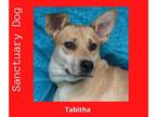 Labrador Retriever Mix DOG FOR ADOPTION RGADN-1087473 - Tabitha Max - Shepherd /