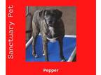 Feist Terrier-Retriever Mix DOG FOR ADOPTION RGADN-1087528 - Pepper Barker -