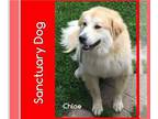 Great Pyrenees Mix DOG FOR ADOPTION RGADN-1087542 - Chloe Lily - Great Pyrenees