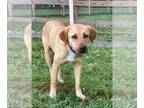 Labralas DOG FOR ADOPTION RGADN-1087602 - Lila - Labrador Retriever / Vizsla /