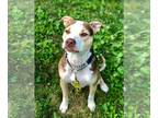 American Pit Bull Terrier Mix DOG FOR ADOPTION RGADN-1087604 - Yogi - Pit Bull