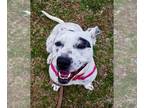 American Staffordshire Terrier-Dalmatian Mix DOG FOR ADOPTION RGADN-1087732 -