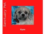 Shih Tzu Mix DOG FOR ADOPTION RGADN-1087748 - Flynn DelleBovi - Shih Tzu / Mixed