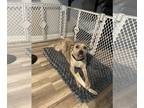 Labrador Retriever-Plott Hound Mix DOG FOR ADOPTION RGADN-1087826 - Rey -