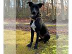 American Staffordshire Terrier-Great Dane Mix DOG FOR ADOPTION RGADN-1088215 -