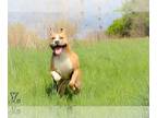 American Pit Bull Terrier Mix DOG FOR ADOPTION RGADN-1088571 - Josie - American