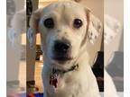 Jack Russell Terrier Mix DOG FOR ADOPTION RGADN-1088776 - Ivy Grandma Great -