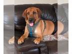 Labloodhound DOG FOR ADOPTION RGADN-1088830 - Brody (SC) - Labrador Retriever /