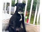 Labrador Retriever Mix DOG FOR ADOPTION RGADN-1088933 - OREO - Labrador