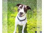 Labrador Retriever Mix DOG FOR ADOPTION RGADN-1088945 - Cole - Labrador