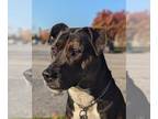 Labrador Retriever Mix DOG FOR ADOPTION RGADN-1089102 - TOPAZ (aka STELLA) -