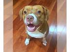 American Staffordshire Terrier Mix DOG FOR ADOPTION RGADN-1089398 - Jenna -