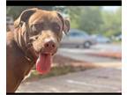 Chocolate Labrador retriever Mix DOG FOR ADOPTION RGADN-1089443 - Kona (GA) -
