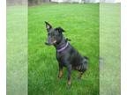 Doberman Pinscher-German Shepherd Dog Mix DOG FOR ADOPTION RGADN-1090743 - Thea