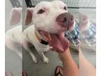 American Pit Bull Terrier Mix DOG FOR ADOPTION RGADN-1091136 - Chyna - Pit Bull