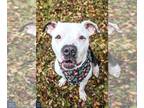 American Staffordshire Terrier Mix DOG FOR ADOPTION RGADN-1091388 - Charlie -