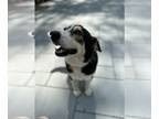 Siberian Husky Mix DOG FOR ADOPTION RGADN-1091778 - Cuddles (TX) - Siberian