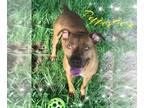 American Pit Bull Terrier-Chesapeake Bay Retriever Mix DOG FOR ADOPTION