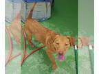 Labrador Retriever Mix DOG FOR ADOPTION RGADN-1087822 - Harley - Labrador