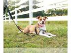 American Staffordshire Terrier Mix DOG FOR ADOPTION RGADN-1087864 - Emma -