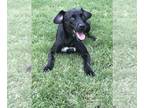 Labrador Retriever Mix DOG FOR ADOPTION RGADN-1087923 - Billy Bob - Labrador