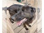 Labrador Retriever Mix DOG FOR ADOPTION RGADN-1088323 - Bear - Flat-coated
